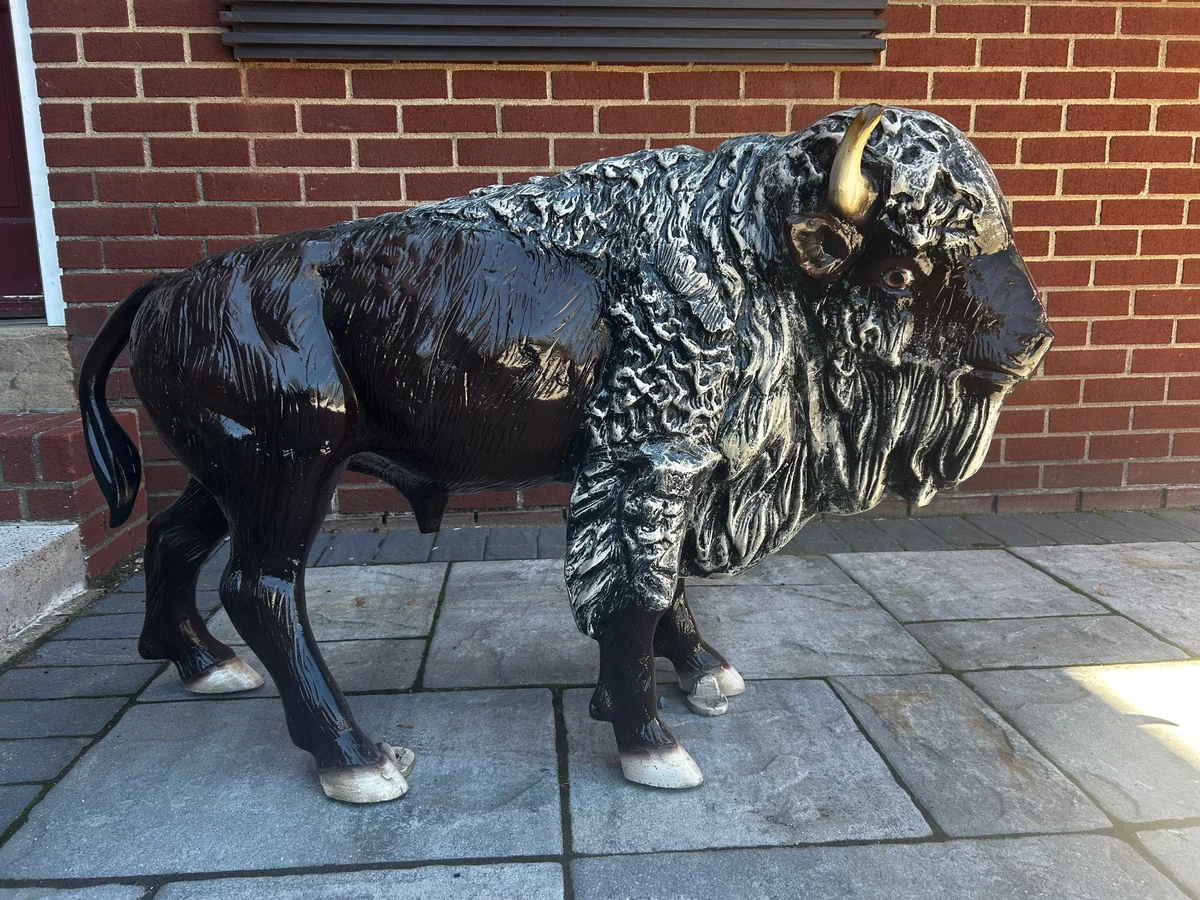 Baby Buffalo