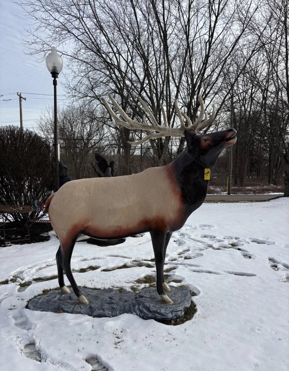 Fat Elk On stone