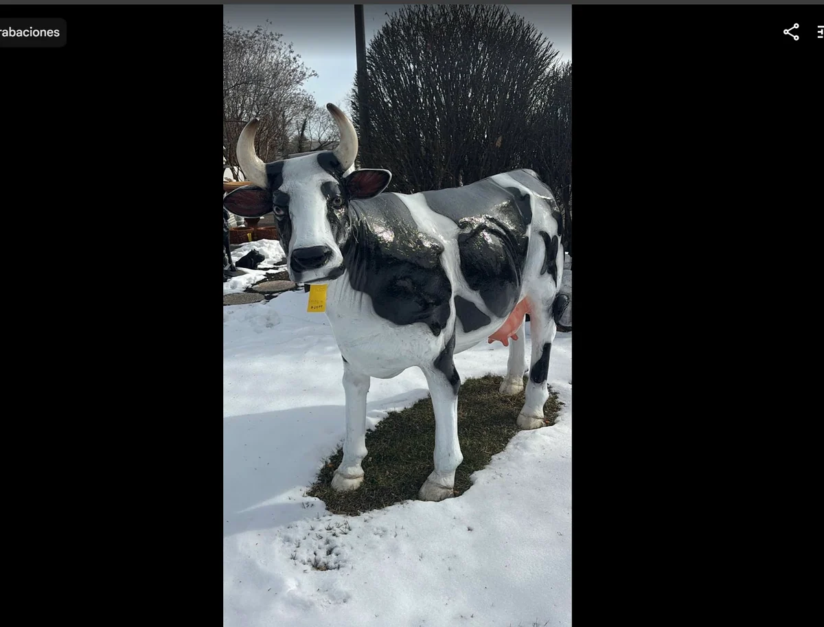 Cow Head Tum