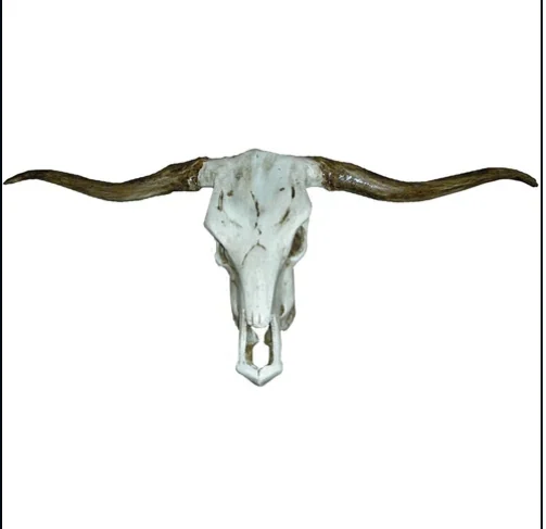 Skull Number 2