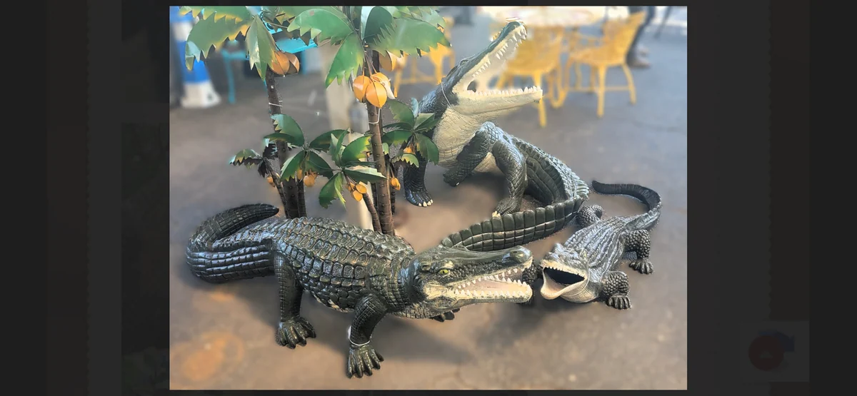 Alligator